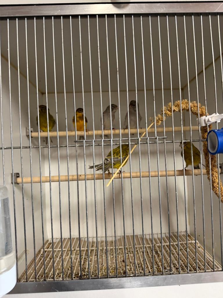 Kanarie mannen meerdere dieren, Mannelijk, Kleurkanarie