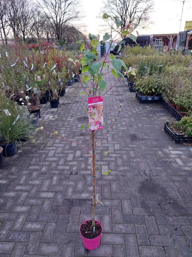 Acer Flamingo boom, Ophalen, Halfschaduw, Overige soorten
