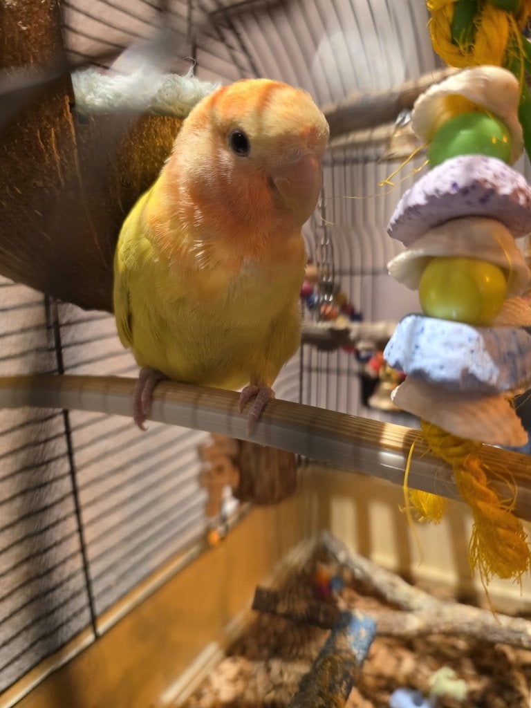 Agapornis pop, Vrouwelijk, Dwergpapegaai of Agapornis, Tam