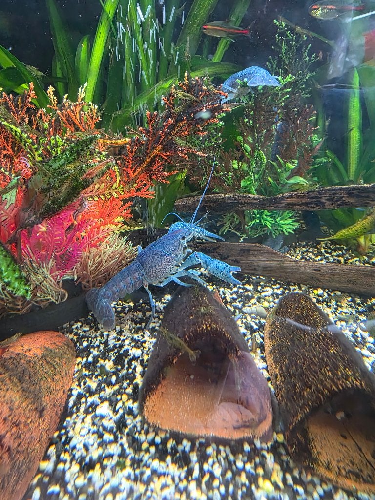 3 blauwe Florida kreeften, Dieren en Toebehoren, Kreeft, Krab of Garnaal, Zoetwatervis
