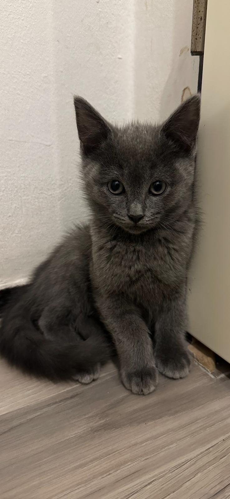 Kittens, Dieren en Toebehoren, Katten en Kittens | Raskatten | Langhaar, Poes, Ontwormd