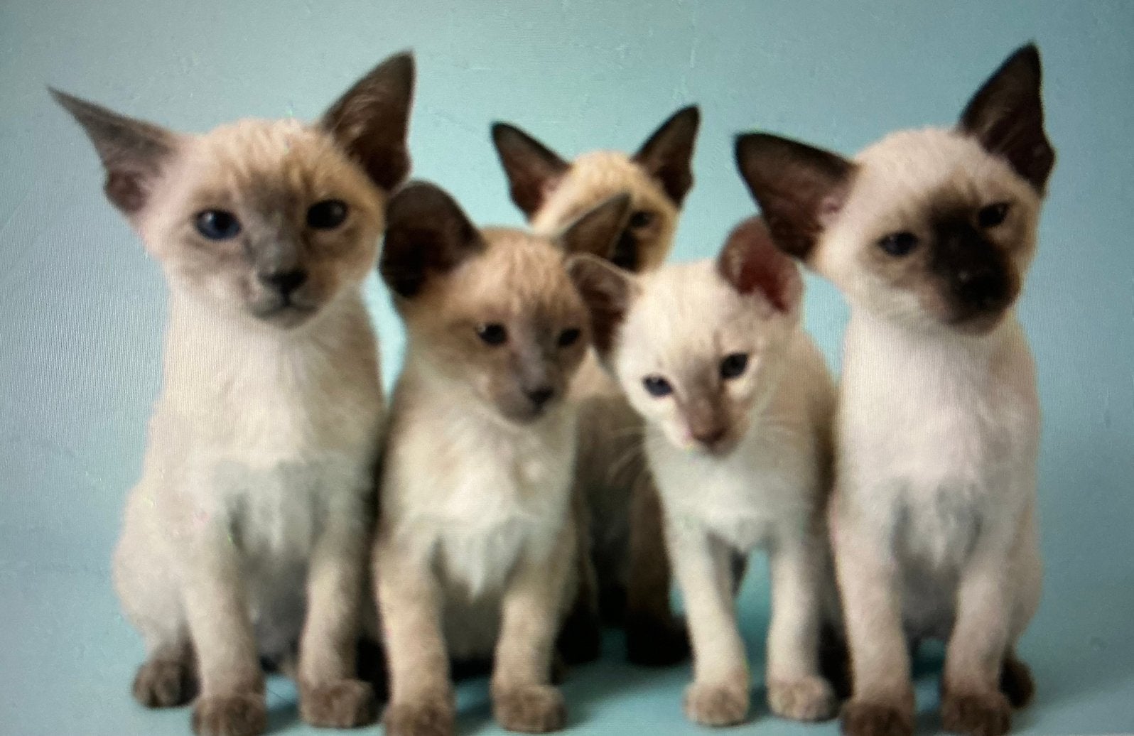 Siamese Kittens, Dieren en Toebehoren, Meerdere dieren, Ontwormd