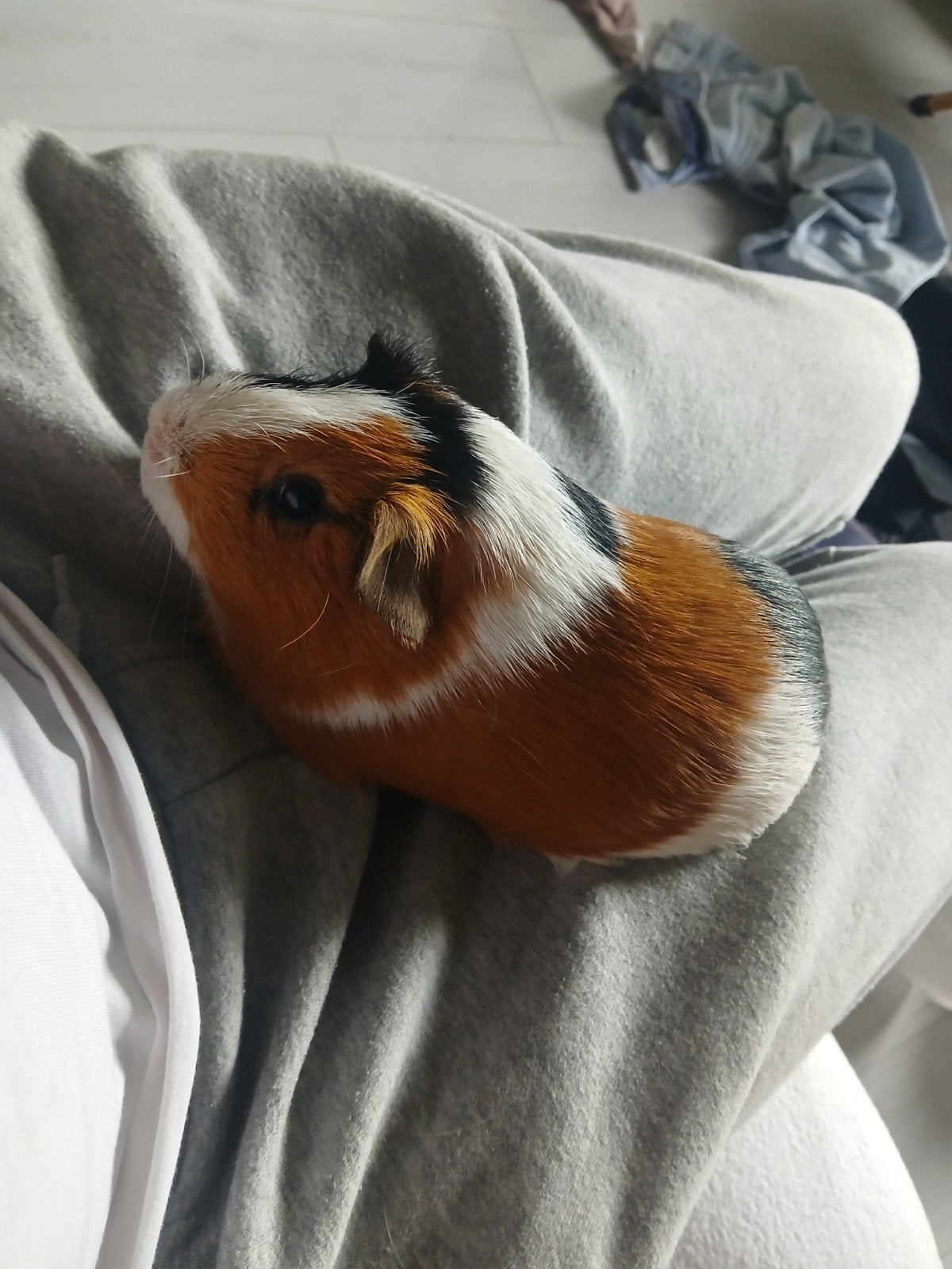 gratis 2 cavia beertjes 2 broers mooi getekend 1 jaar oud, Maart, Mannelijk, Cavia
