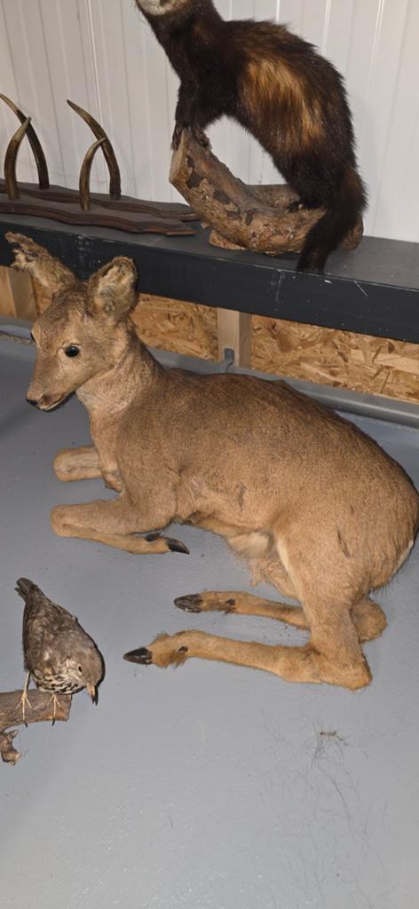 Opgezette ree,, Verzamelen, Dierenverzamelingen, Ophalen of Verzenden, Gebruikt, Wild dier, Opgezet dier