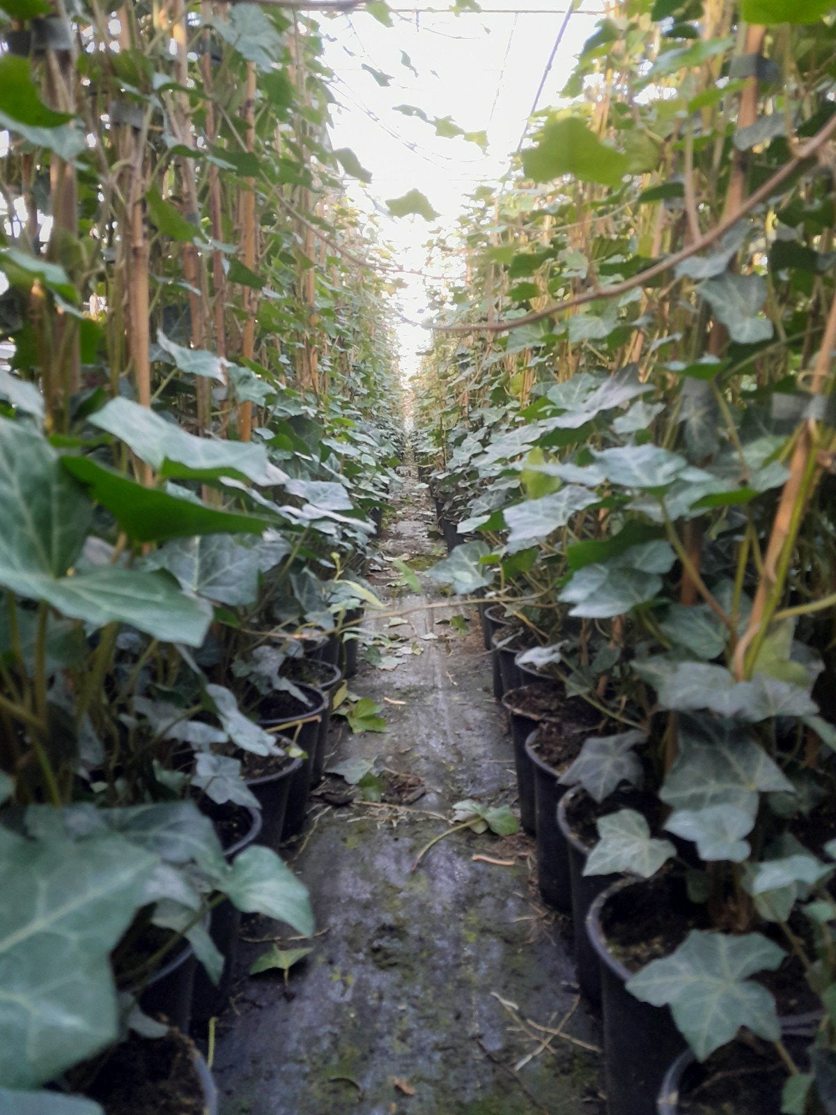 Hedera hibernica klimop 150 cm, Ophalen, Overige soorten, 100 tot 250 cm