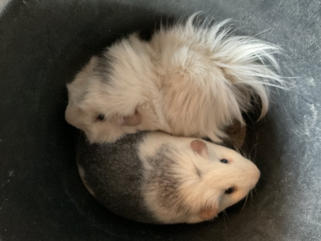 Cavia’s, Dieren en Toebehoren, Knaagdieren, Cavia, Mannelijk, December, Tam