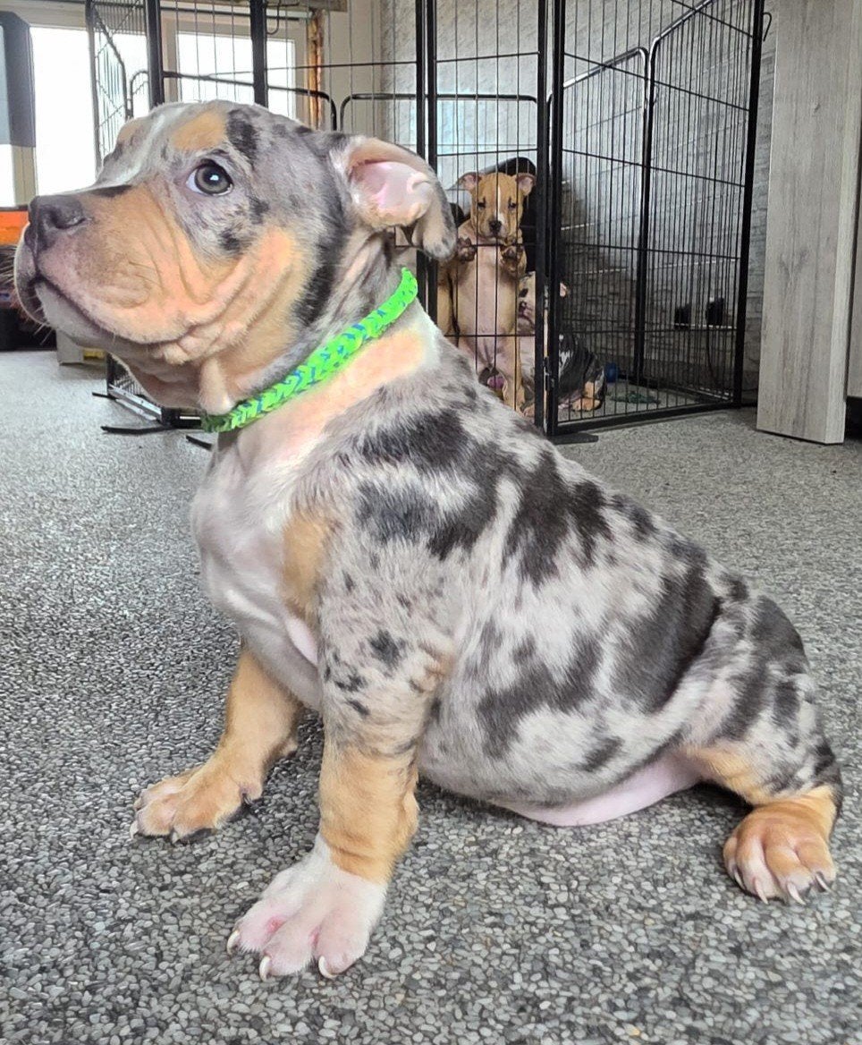 american  bully pocket pups met DBKC stamboom, Dieren en Toebehoren, België, Particulier, Overige rassen, 8 tot 15 weken