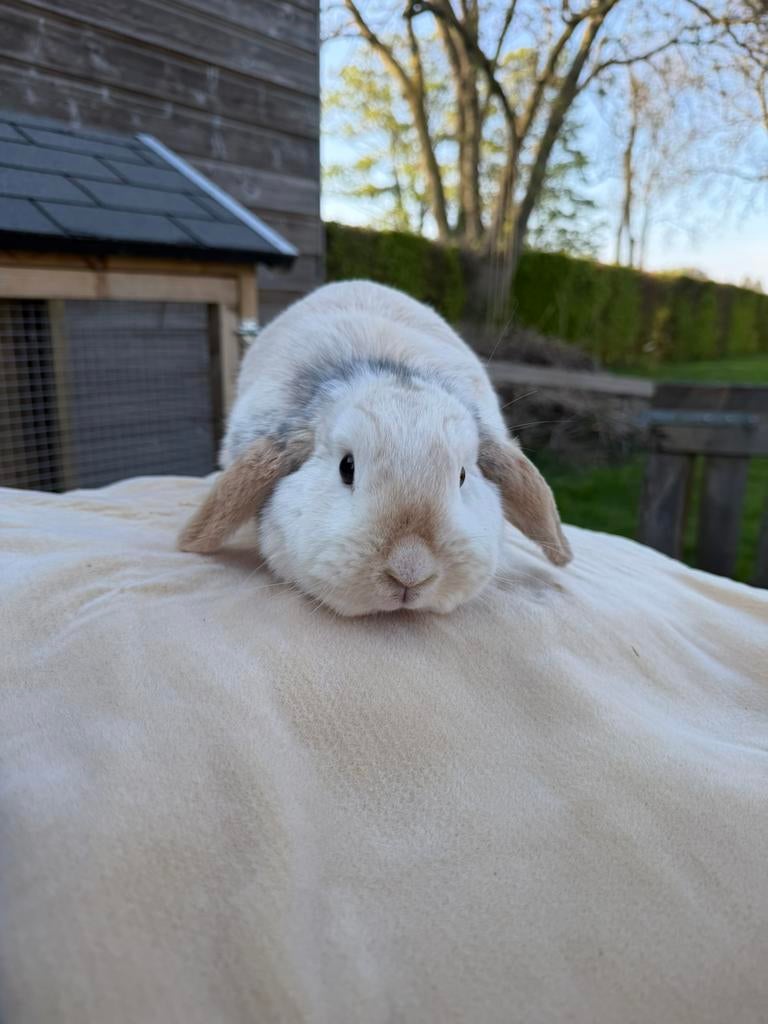 Nederlandse hangoor konijn, Dieren en Toebehoren, Konijnen, Vrouwelijk, Dwerg, Hangoor