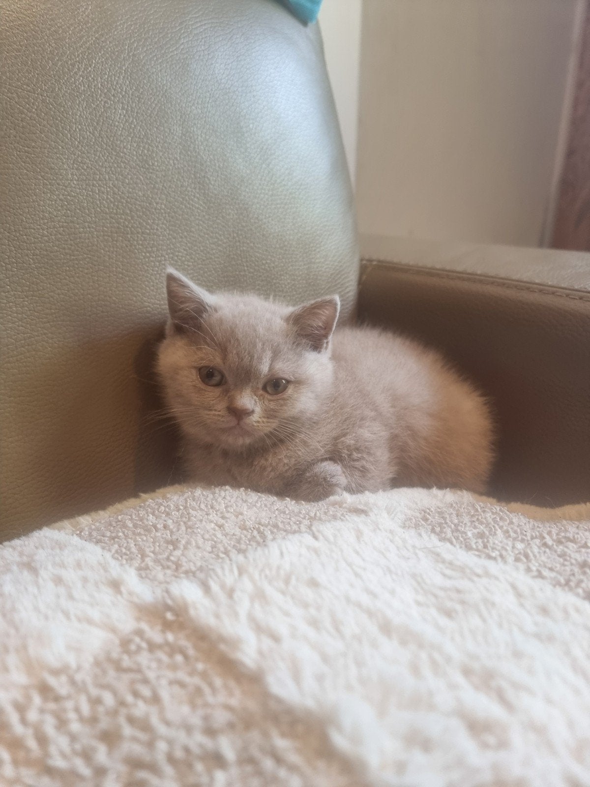 british shorthair, Kater