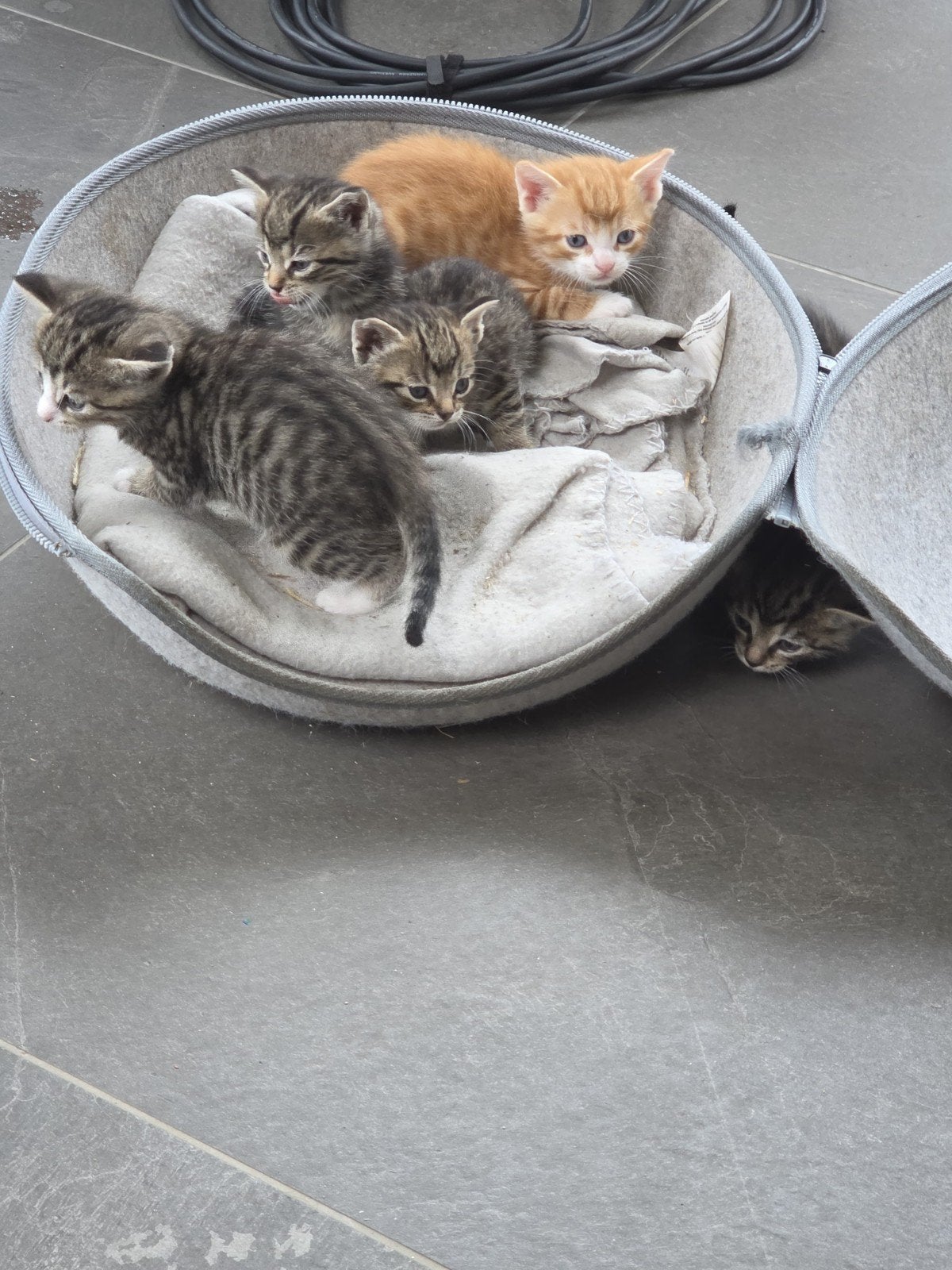 Kittens in Berghem te koop!, Meerdere dieren, Kortharig, 0 tot 2 jaar