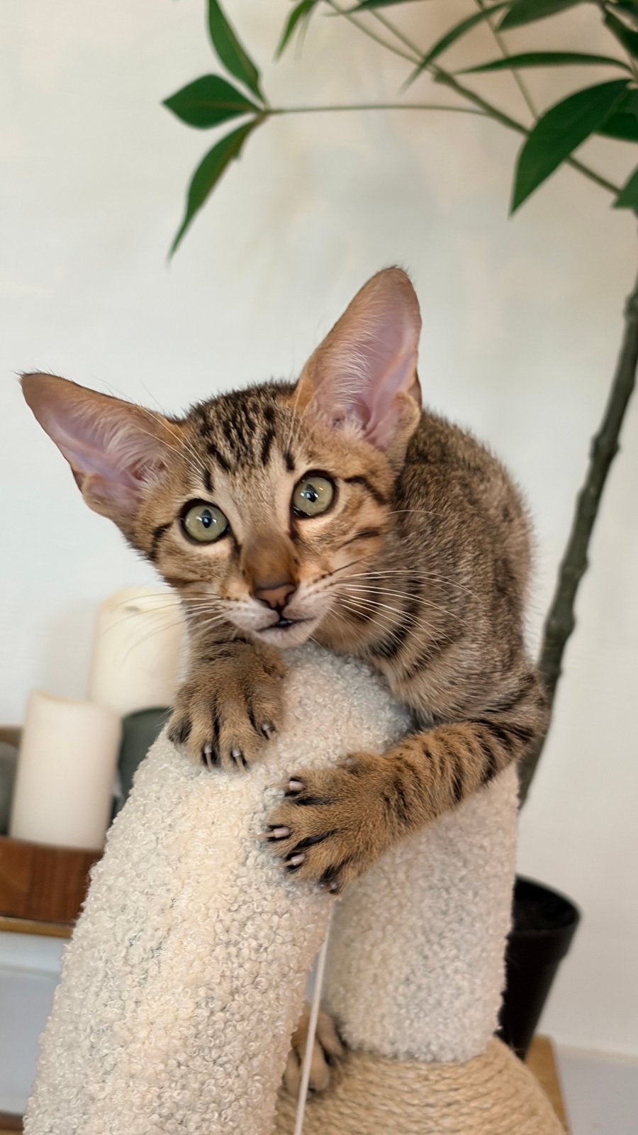 Nog 2 kittens te koop bengaal x oosterse siamees, Dieren en Toebehoren, Meerdere dieren, Gechipt, 0 tot 2 jaar