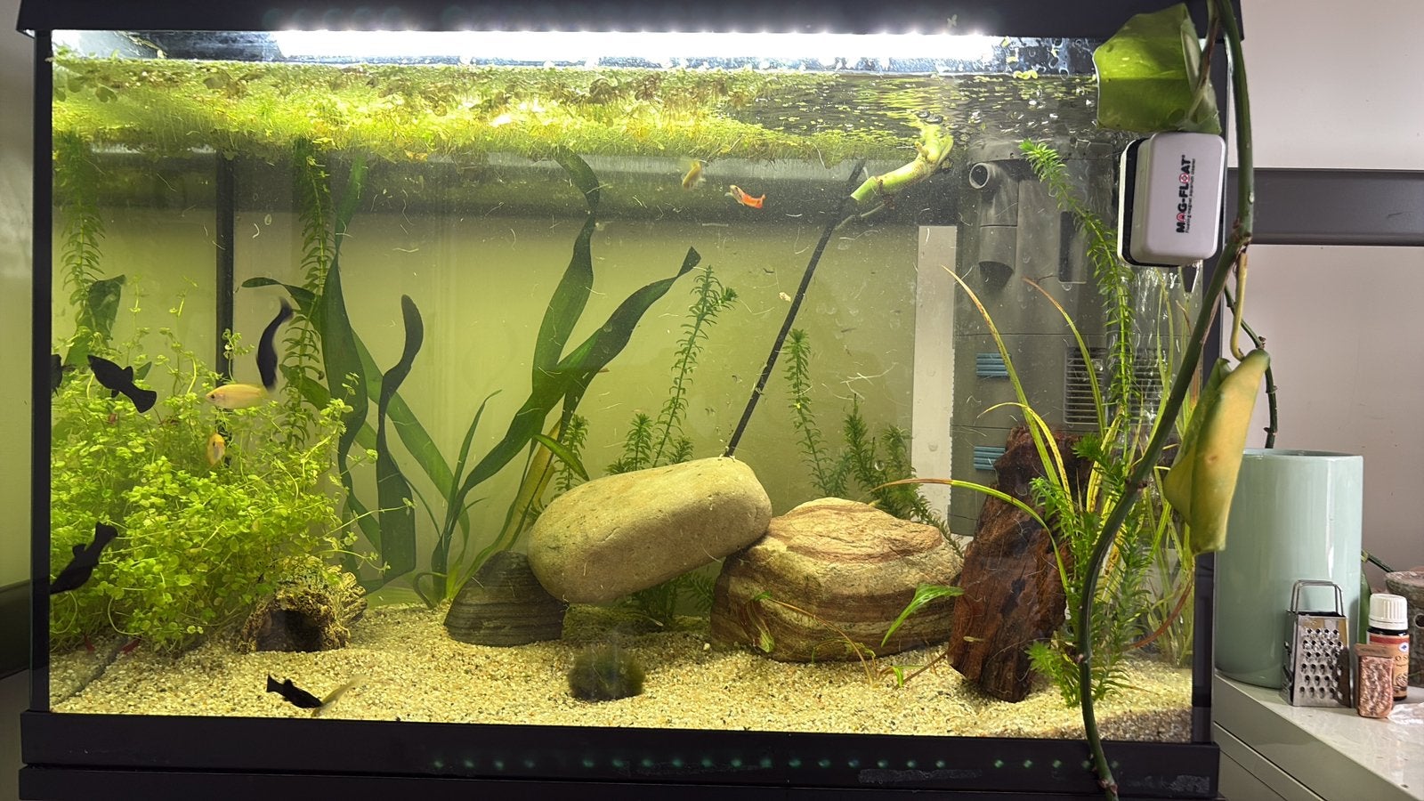 Vissen en planten gezocht!!, Dieren en Toebehoren, Vissen | Aquaria en Toebehoren, Ophalen, Zo goed als nieuw, Plant(en), Steen of Hout