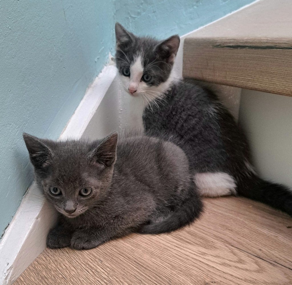 Kittens van 9 weken, grijs en grijs-wit, kater en poesje, Meerdere dieren, Kortharig, 0 tot 2 jaar