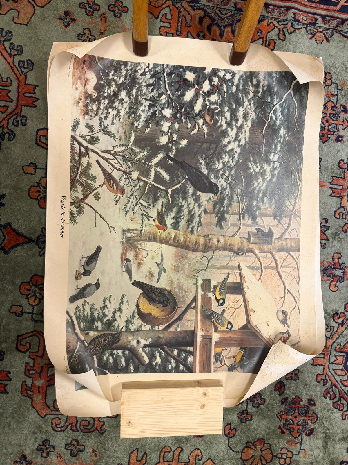 Vintage schoolplaat 'Vogels in de winter' Wolters-Noordhoff, Antiek en Kunst, Antiek | Schoolplaten, Ophalen, Natuur en Biologie