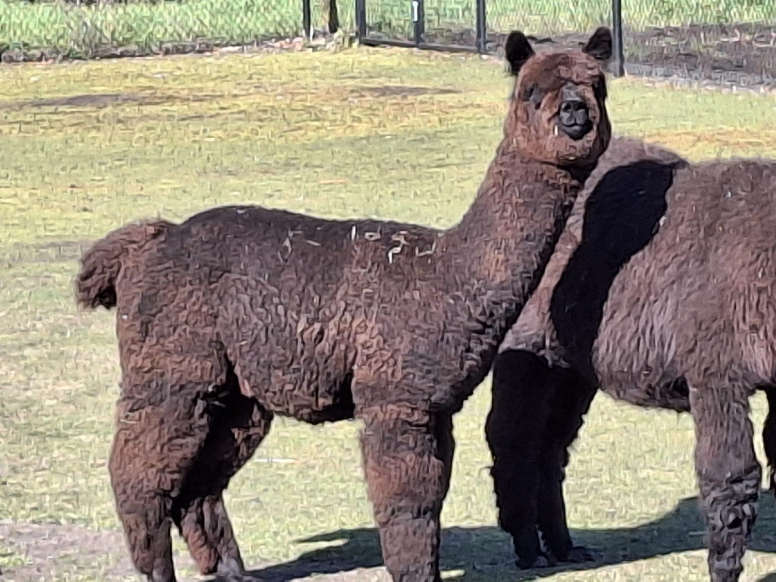 Alpaca hengst / Ruin, Dieren en Toebehoren, Overige Dieren, Juli, Mannelijk