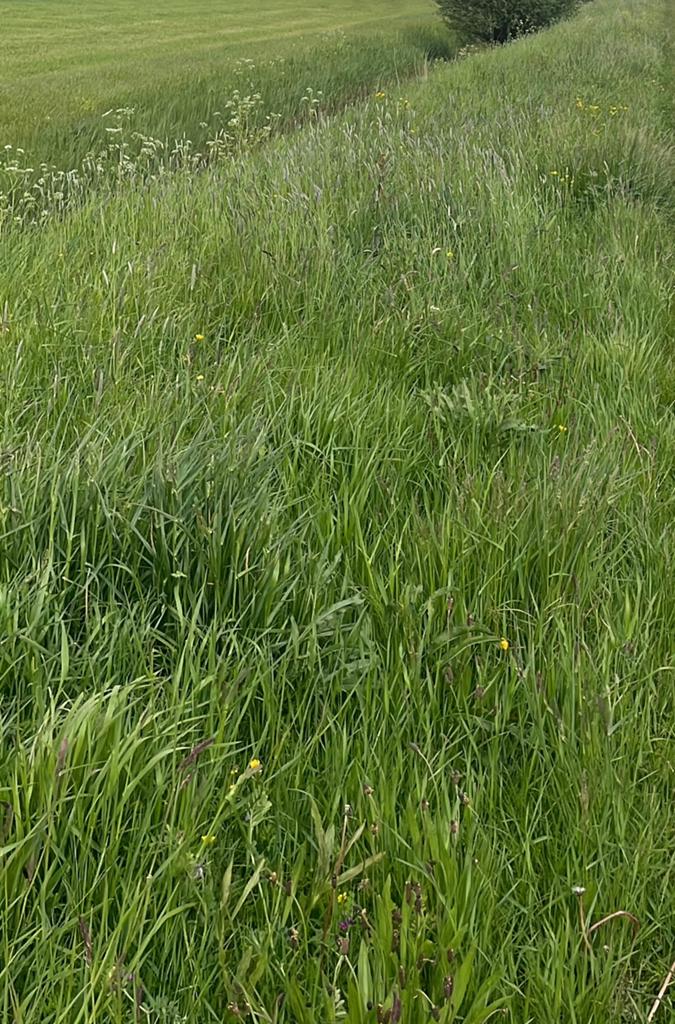 Beschikbaar in Juni natuur kruidenrijk kleine pakjes hooi., Dieren en Toebehoren, Dierenvoeding, Ophalen of Verzenden