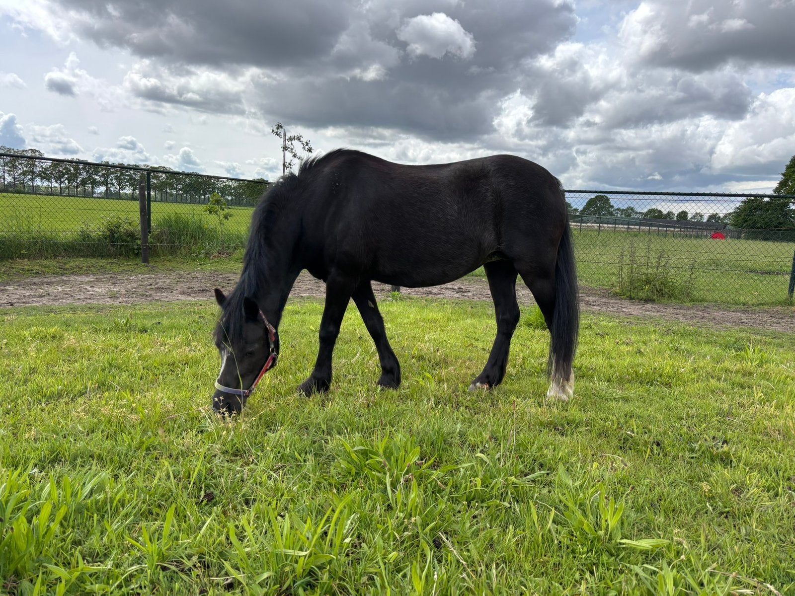 Bijrijder gezocht / pony te lease, Ophalen