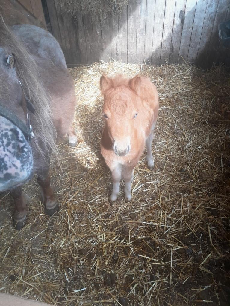 Te koop mini appaloosa merrie met hengstveulen, Dieren en Toebehoren, Pony's, Meerdere dieren, A pony (tot 1.17m), 0 tot 2 jaar