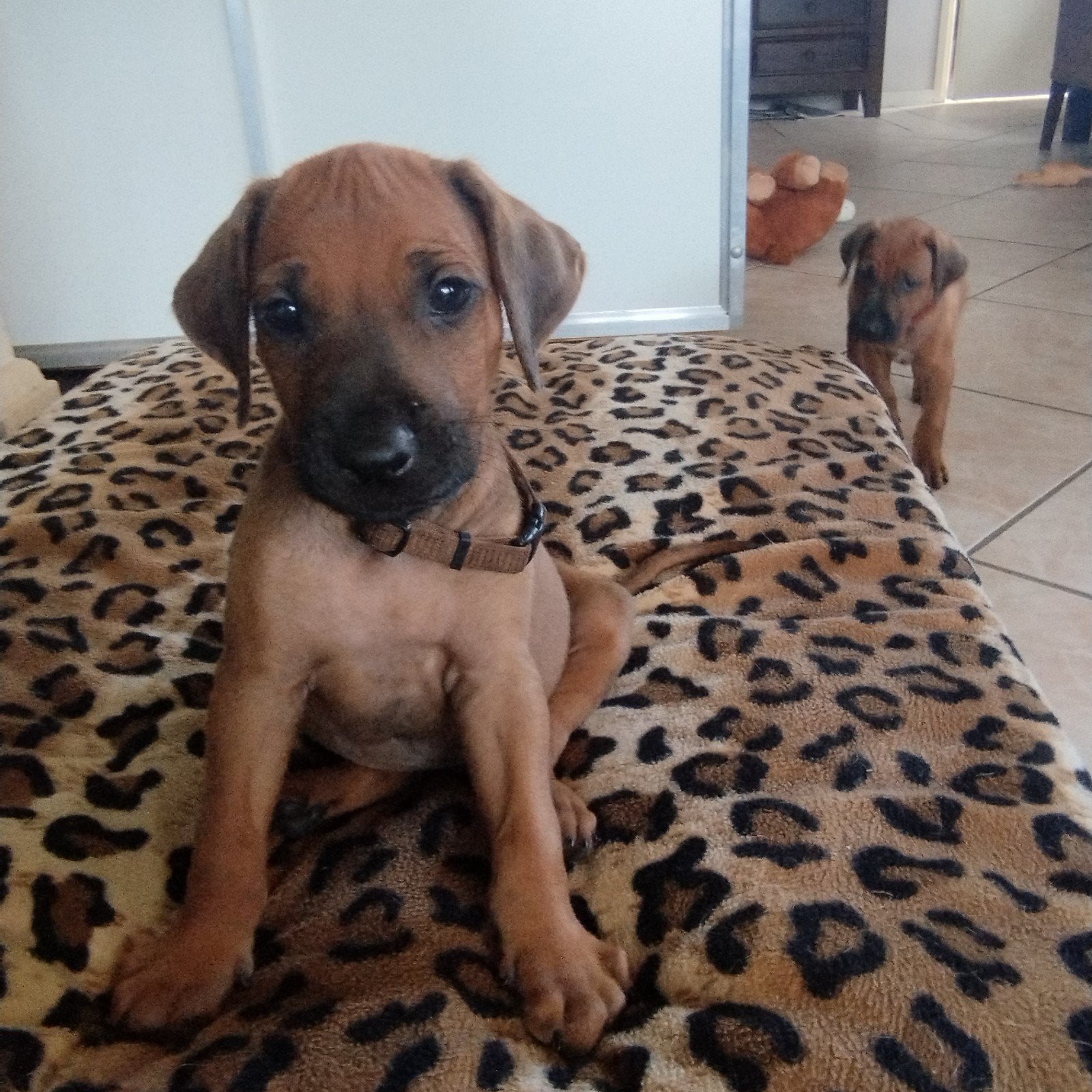 Rhodesian Ridgeback pups met STAMBOOM!, Parvo, Overige rassen, 8 tot 15 weken, Meerdere