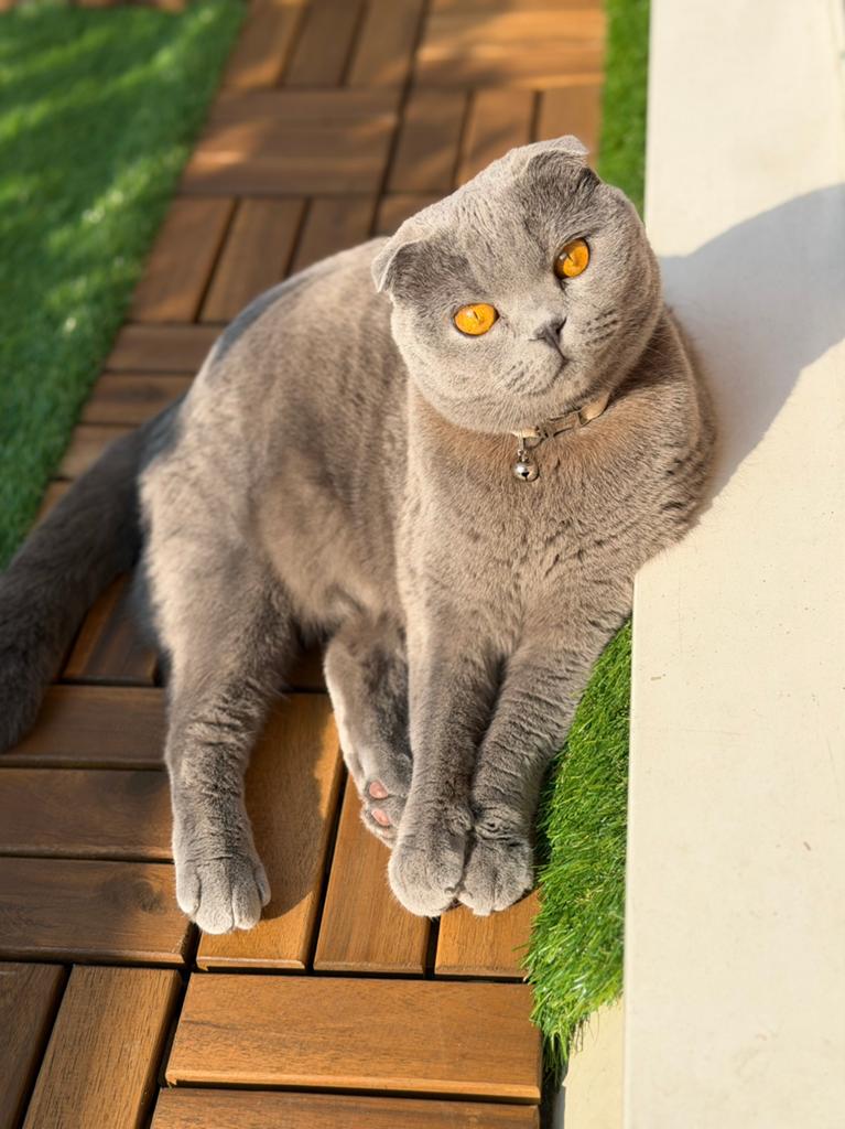 Scottish, Dieren en Toebehoren, Katten en Kittens | Raskatten | Korthaar, Poes