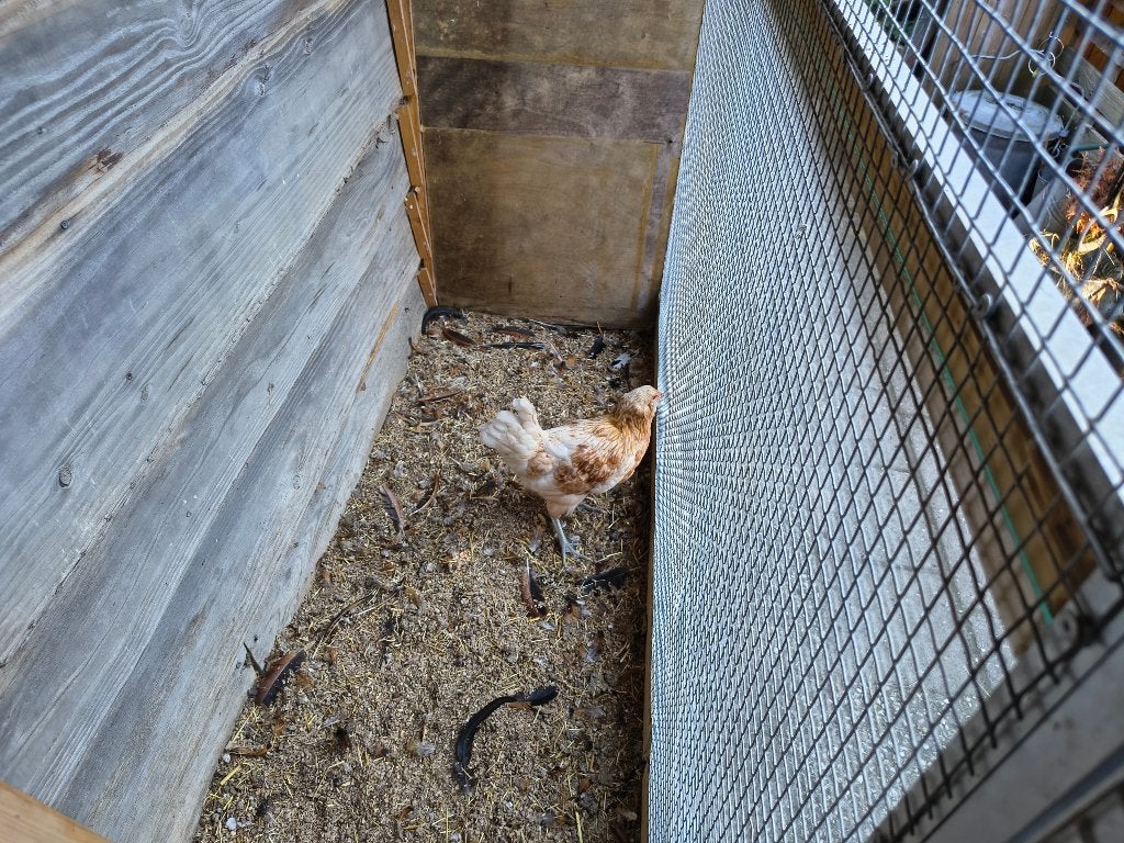 araucana hen, Dieren en Toebehoren, Pluimvee, Vrouwelijk, Kip