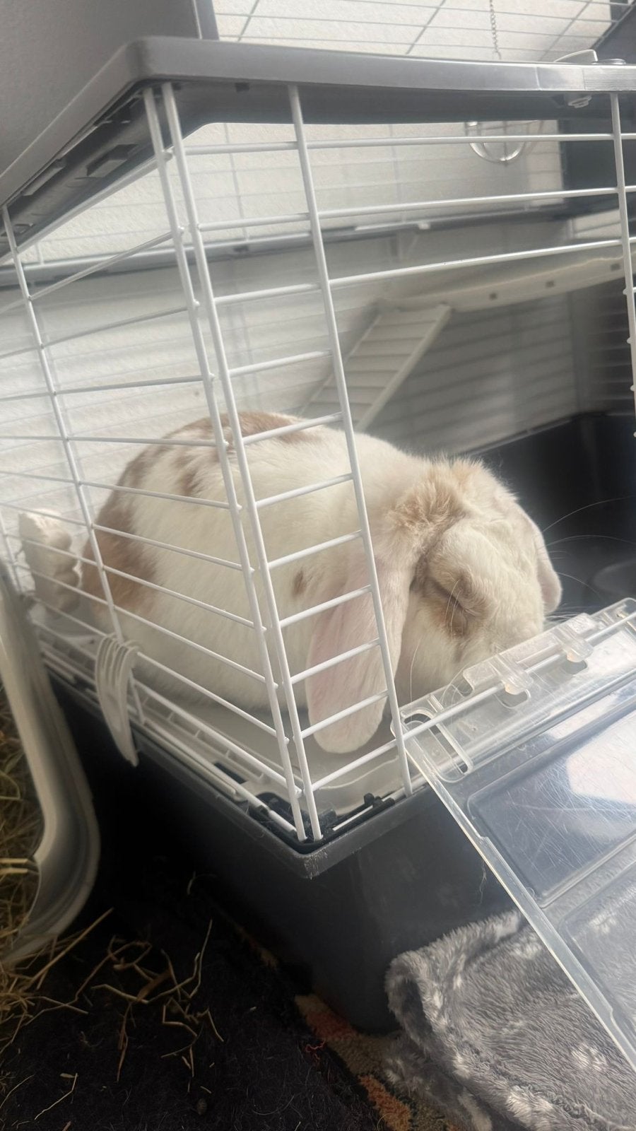 Gratis konijn met kooi, Dieren en Toebehoren, Konijnen, Mannelijk