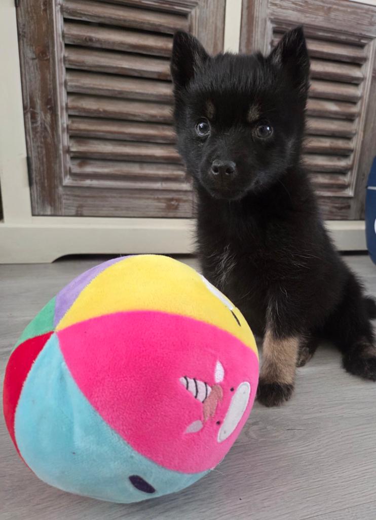 Pomsky f3 reutje, Dieren en Toebehoren, Reu, 8 tot 15 weken, Poolhond, Eén hond
