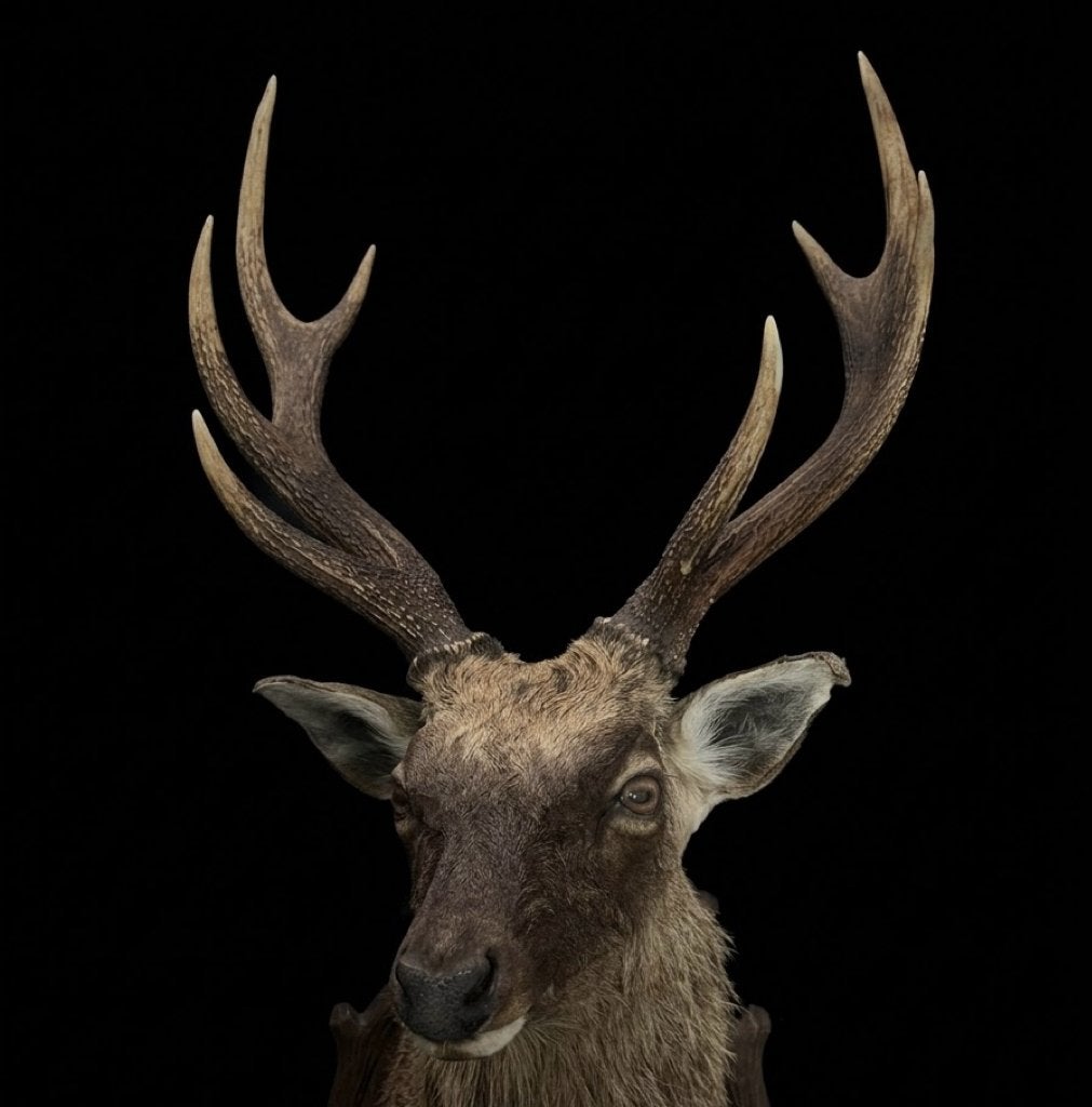 Opgezette taxidermie sika hert, Ophalen