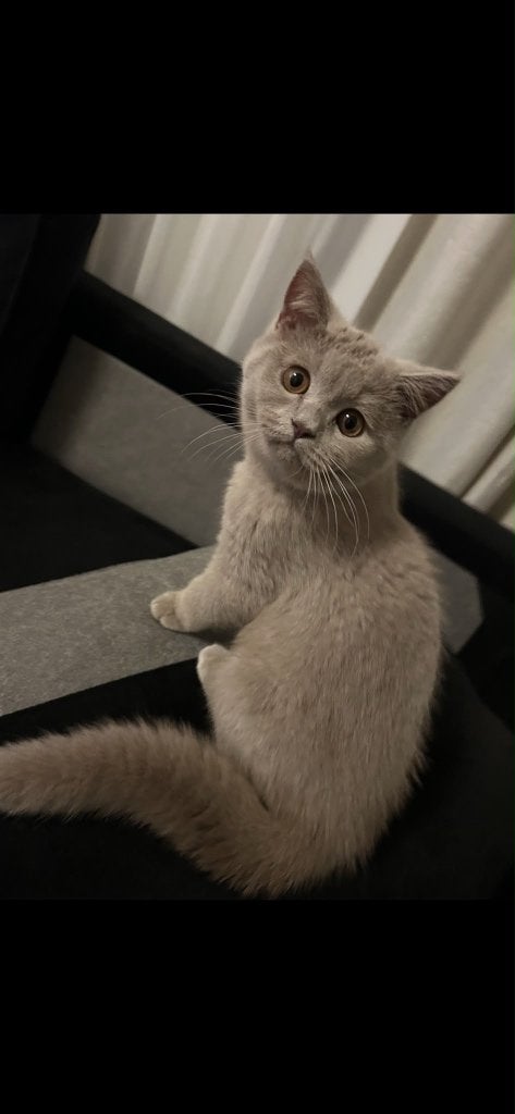 Raszuivere tamme britse-korthaar kittens!, Poes, Ontwormd, 0 tot 2 jaar