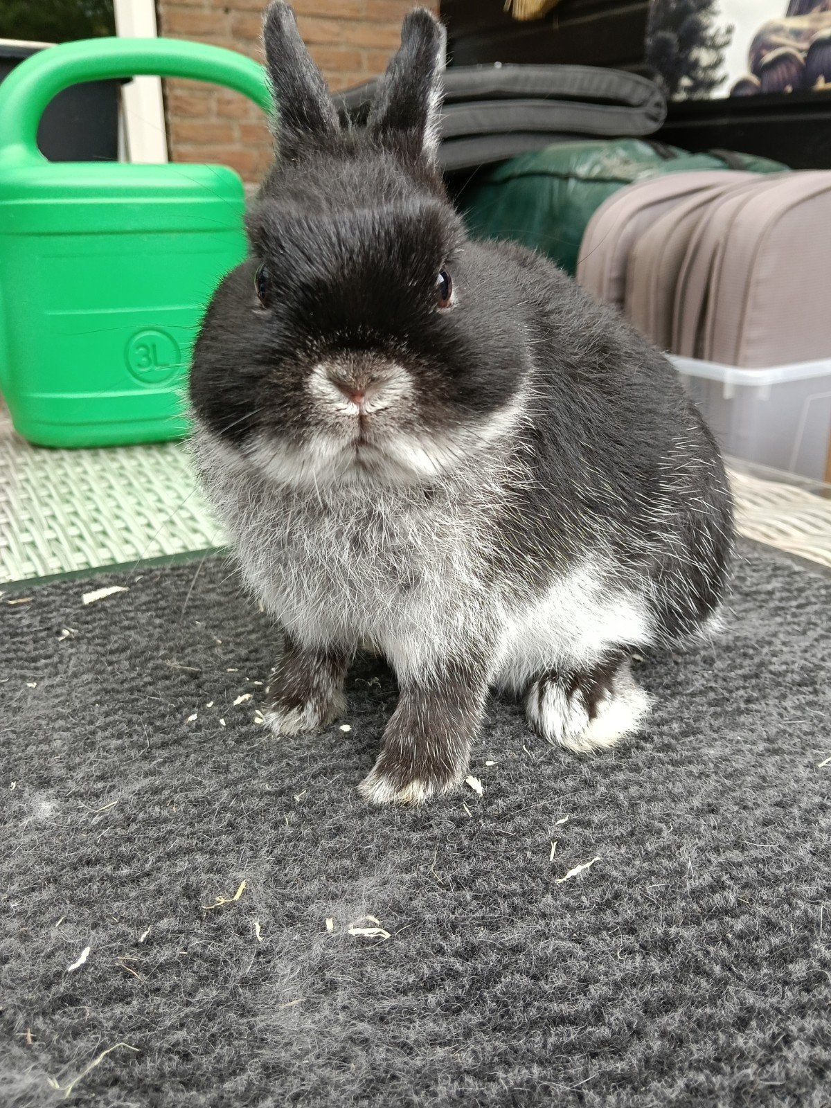 Mooie lieve zwart zilvervos kleurdwergen, Dieren en Toebehoren, Meerdere dieren, Dwerg
