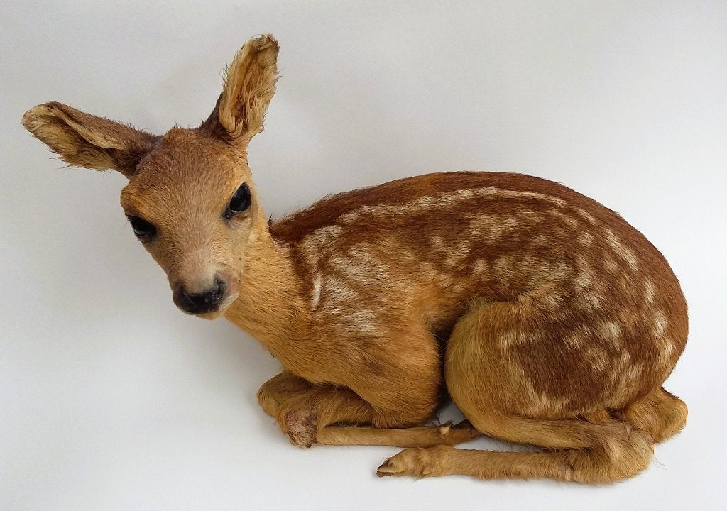 Opgezet Reekalf Ree Hert Kalf Hertje Taxidermie ZEER MOOI!, Ophalen of Verzenden, Zo goed als nieuw, Hert, Opgezet dier