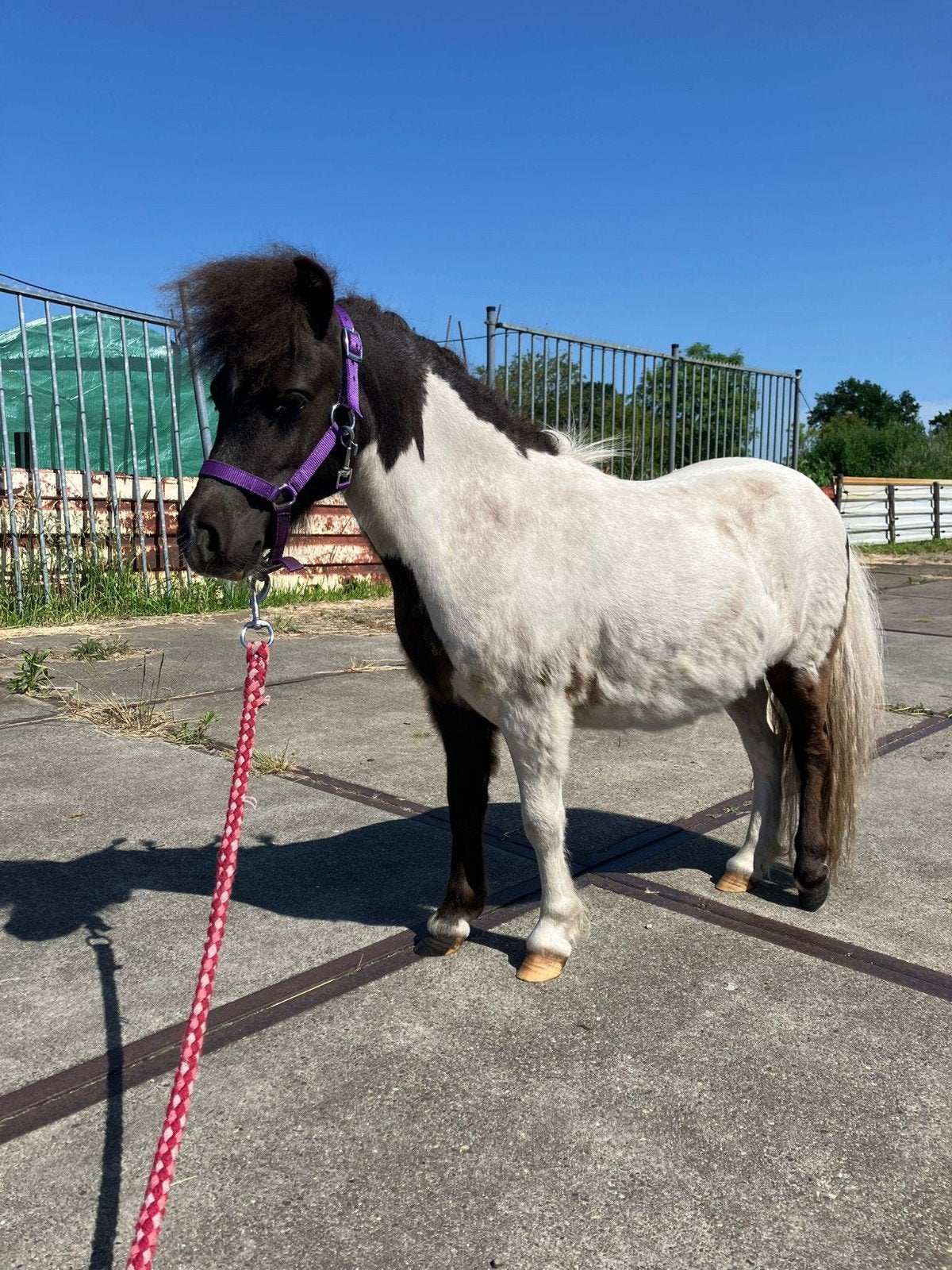 Lieve jaarling shetlander ruin, Dieren en Toebehoren, Pony's, Ruin, A pony (tot 1.17m), 0 tot 2 jaar