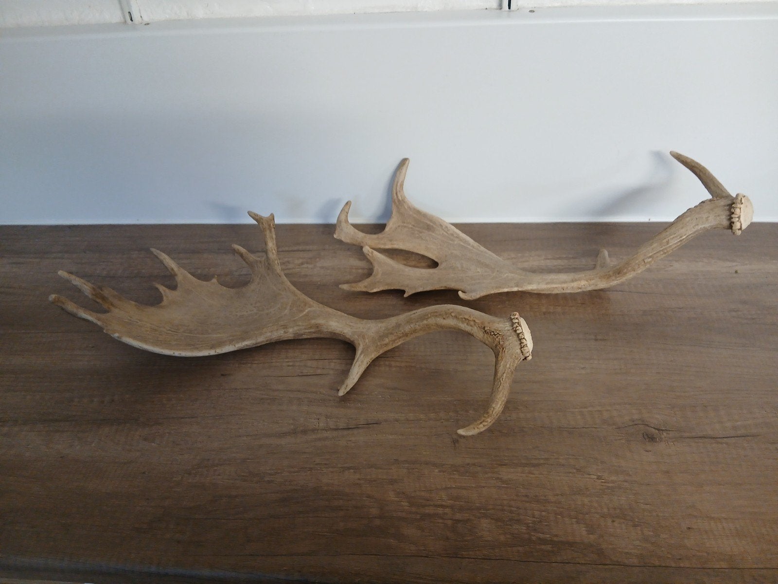 2 Grote Herten Geweien - Mooi voor Decoratie, Gebruikt, Ophalen of Verzenden, Landelijk, Natuurlijk materiaal