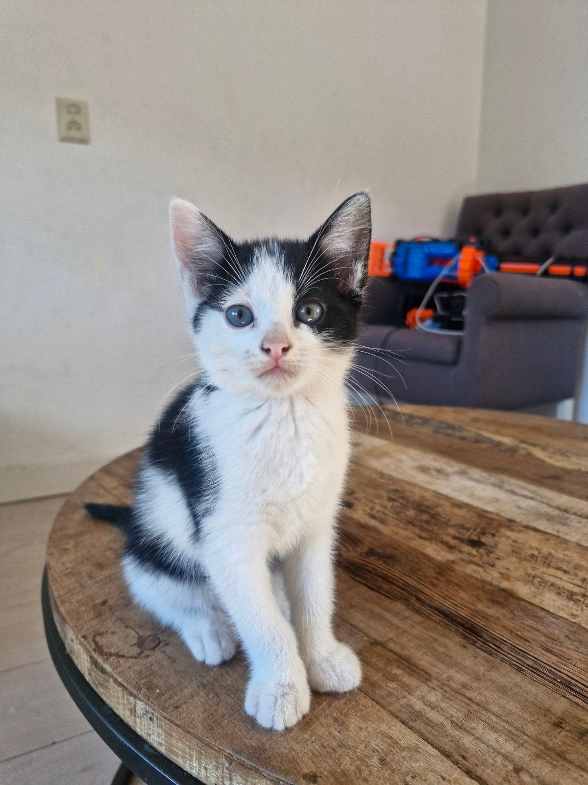 Super lieve sociale kittens, Meerdere dieren, Ontwormd