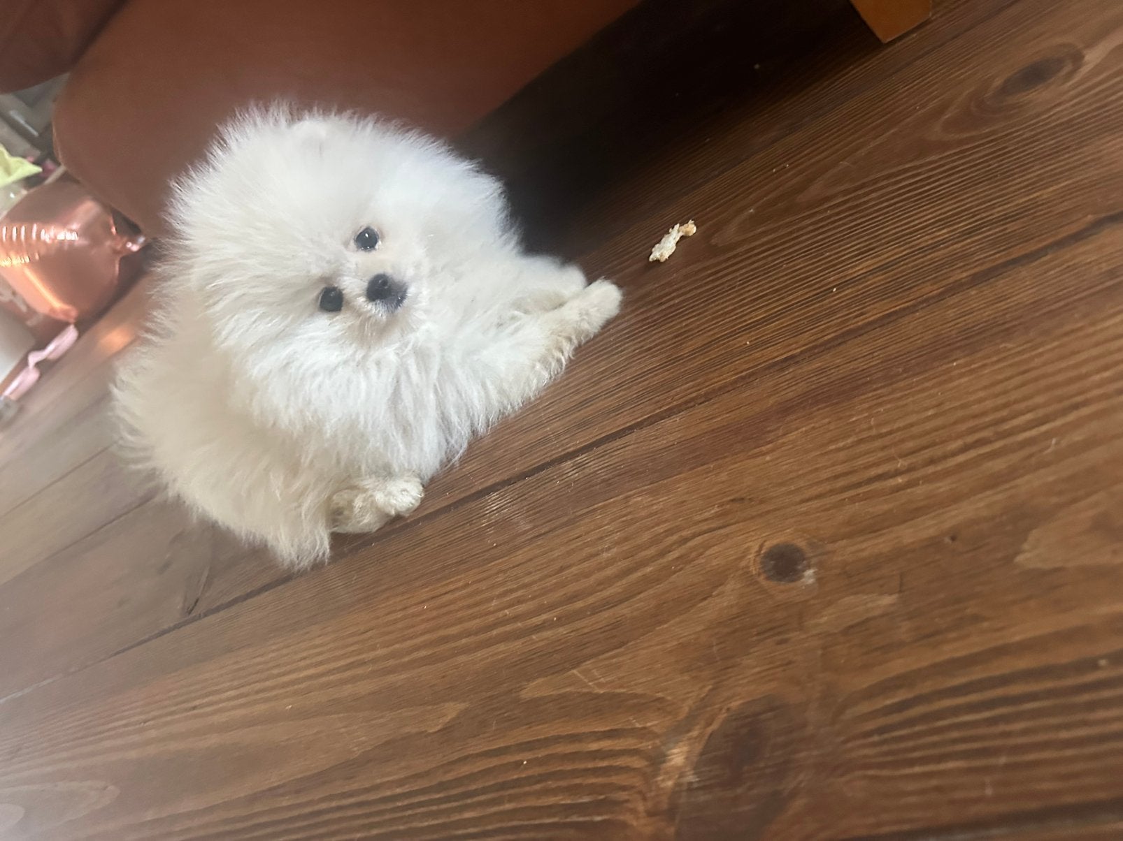 Mini pomeranian puppy-vrouwelijk, Dieren en Toebehoren, Particulier, Rabiës (hondsdolheid), 15 weken tot 1 jaar, Overige rassen
