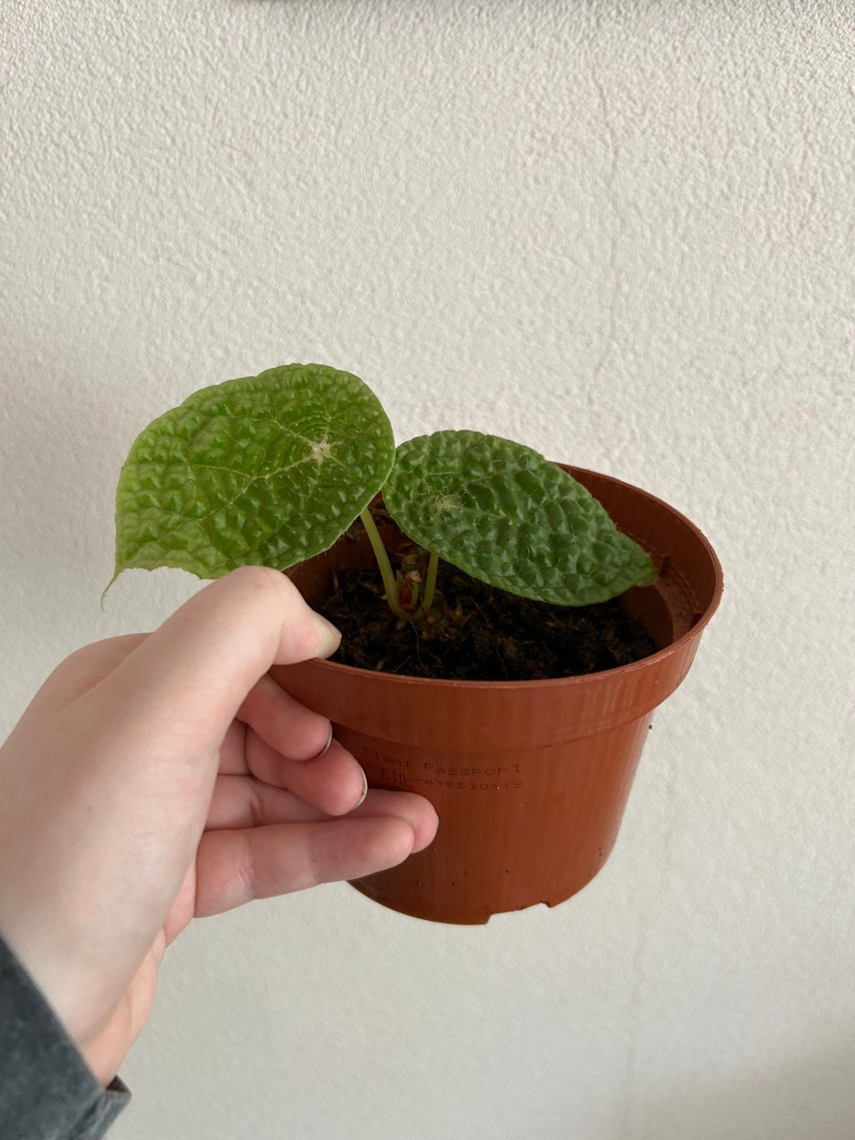 Begonia Ficifolia, Huis en Inrichting, Kamerplanten, Ophalen, Overige soorten, Halfschaduw, In pot