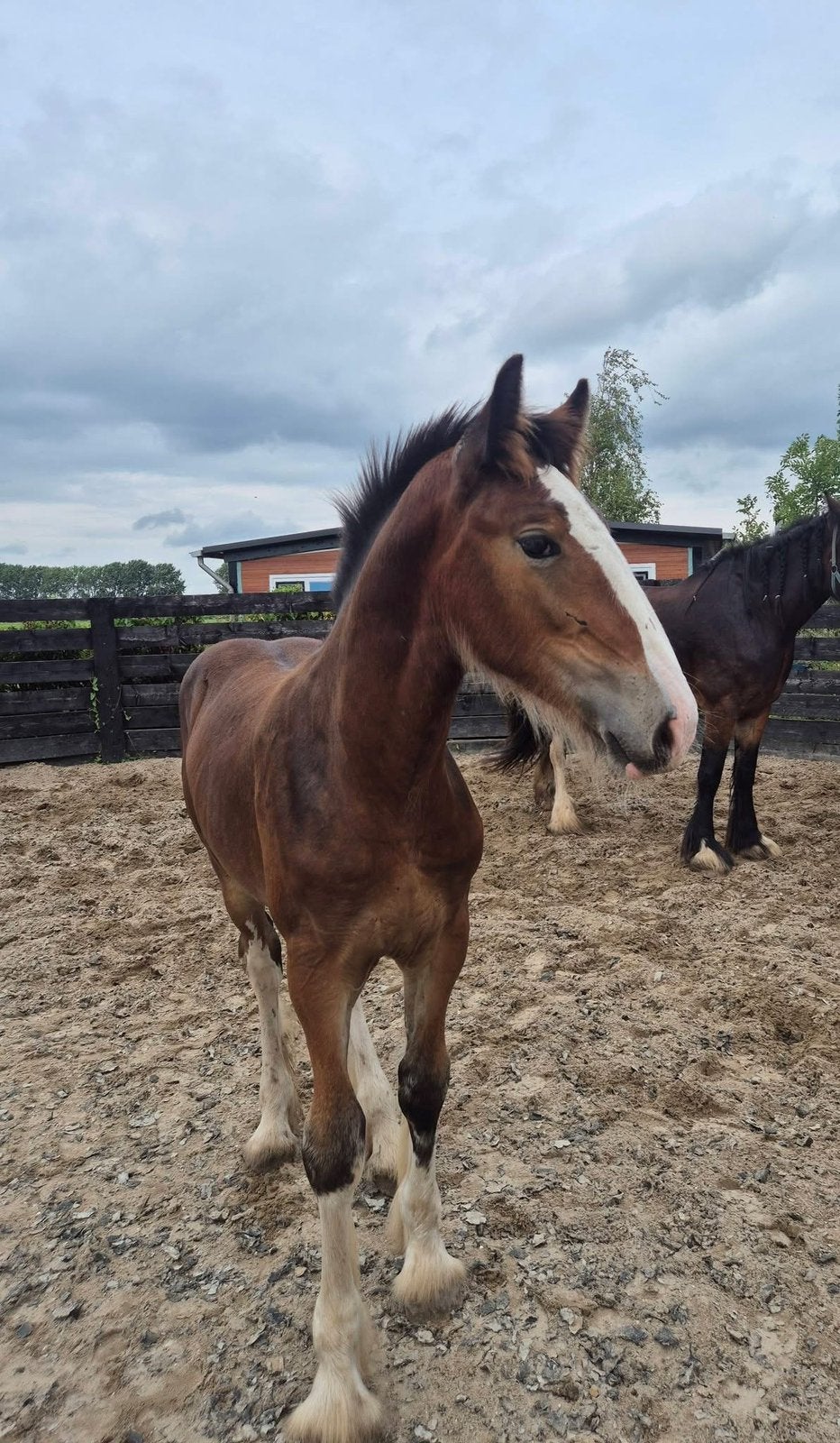Super knappe shire veulens!, Gechipt, 0 tot 2 jaar, Hengst, Onbeleerd
