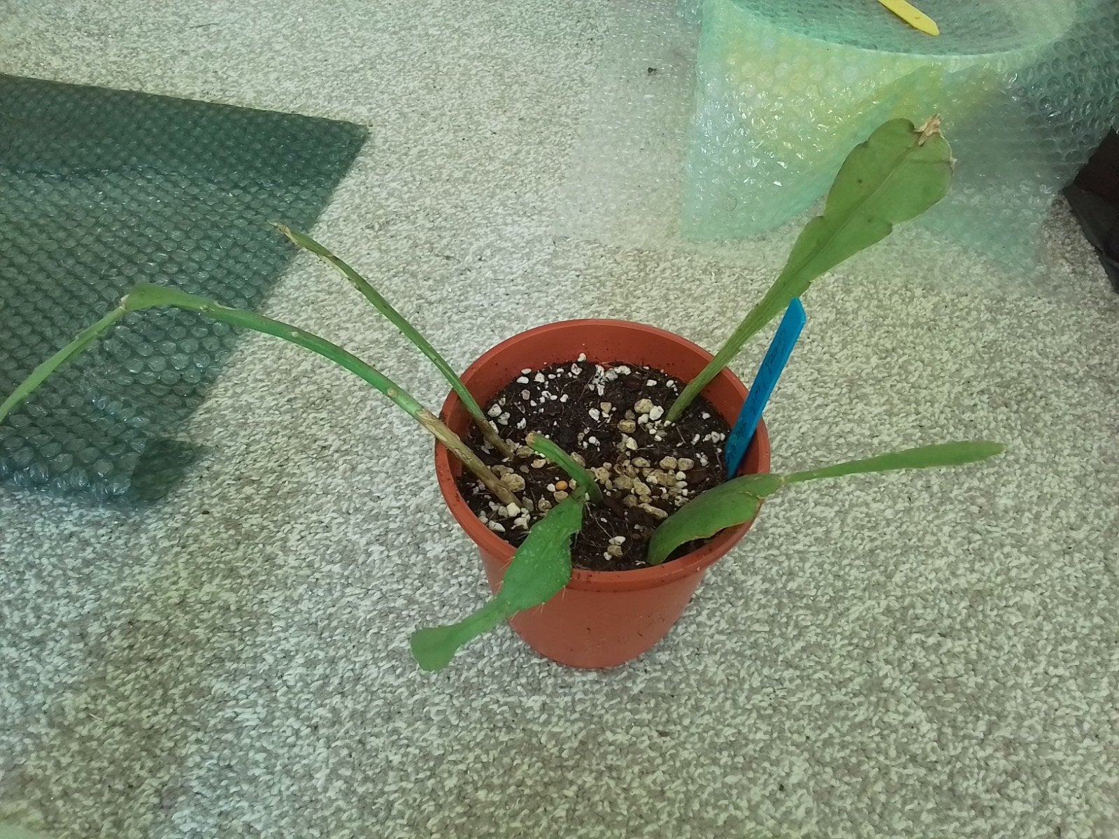 Potje met 5 gewortelde Epiphyllum stekken, Ophalen of Verzenden, Halfschaduw, Minder dan 100 cm