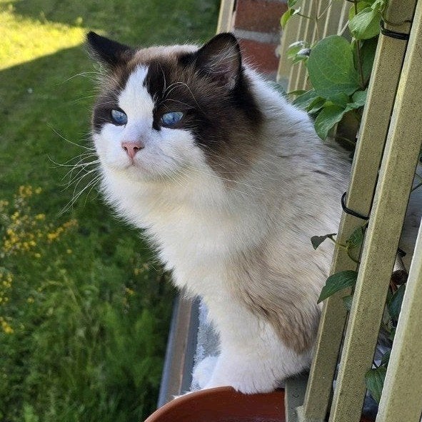 Ragdoll Bicolour Seal Point dekkater getest ervaren stamboom