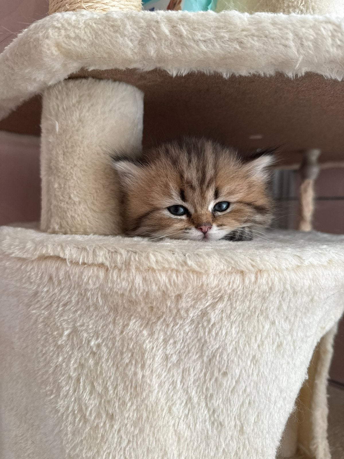 BRITSE LANGHAAR KITTEN absurd knap!, Dieren en Toebehoren, Poes, Ontwormd, 0 tot 2 jaar