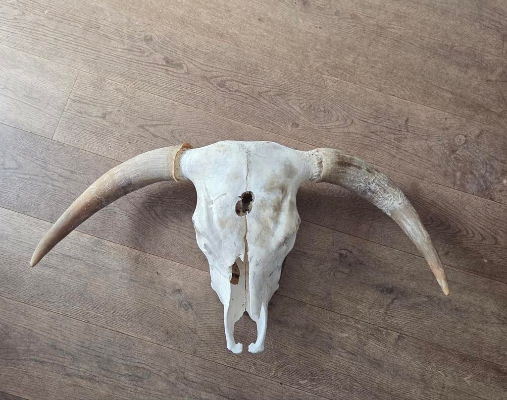 Schotse Hooglander Schedel met Hoorns, Verzamelen, Dierenverzamelingen, Ophalen, Gebruikt, Boerderijdier, Schedel