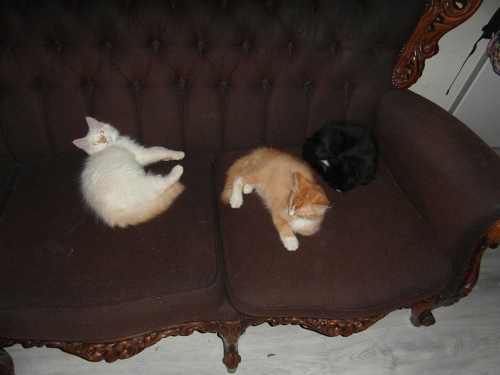 Bewust Vaccinvrije Ragdoll kittens voor een goed thuis, Meerdere dieren, Gechipt, 0 tot 2 jaar