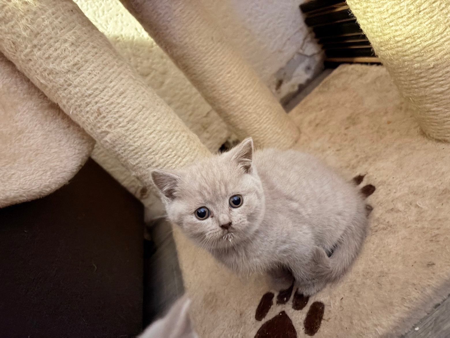 Verkocht !!!!!!, Dieren en Toebehoren, Poes