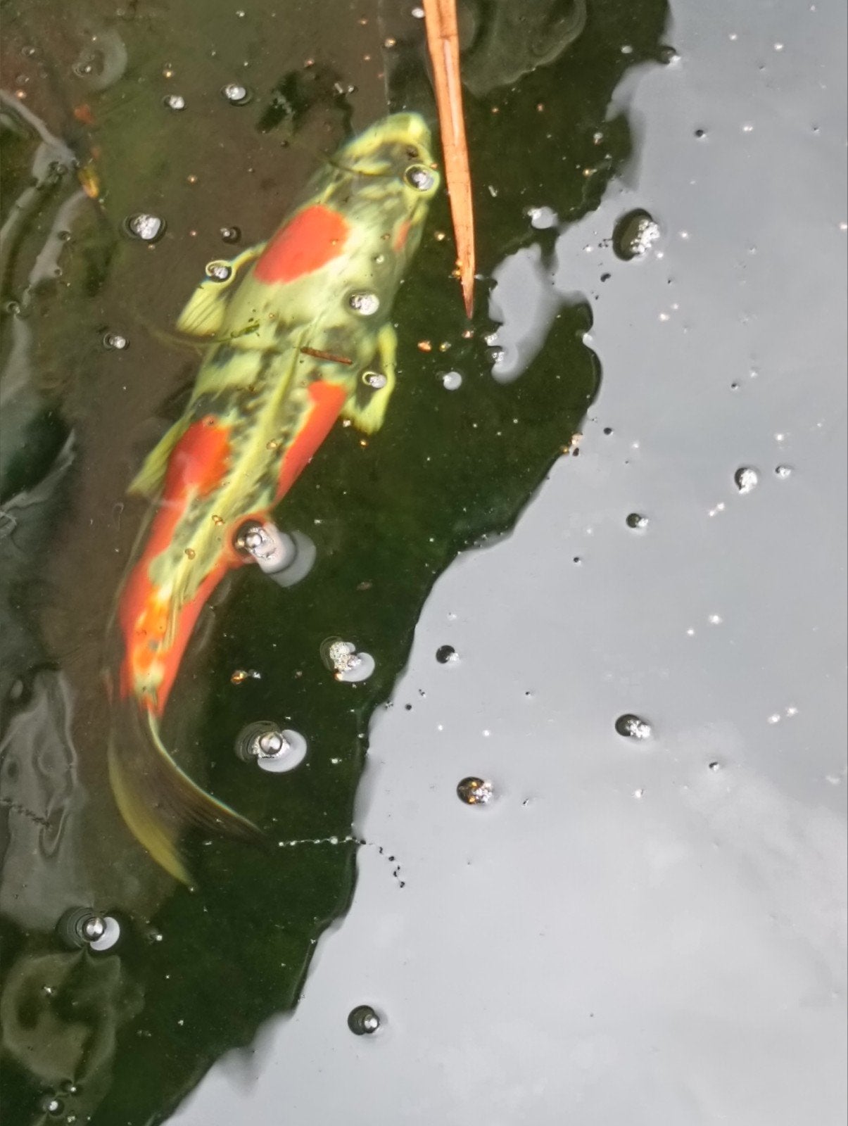 Japanse koi, Karper of Koi
