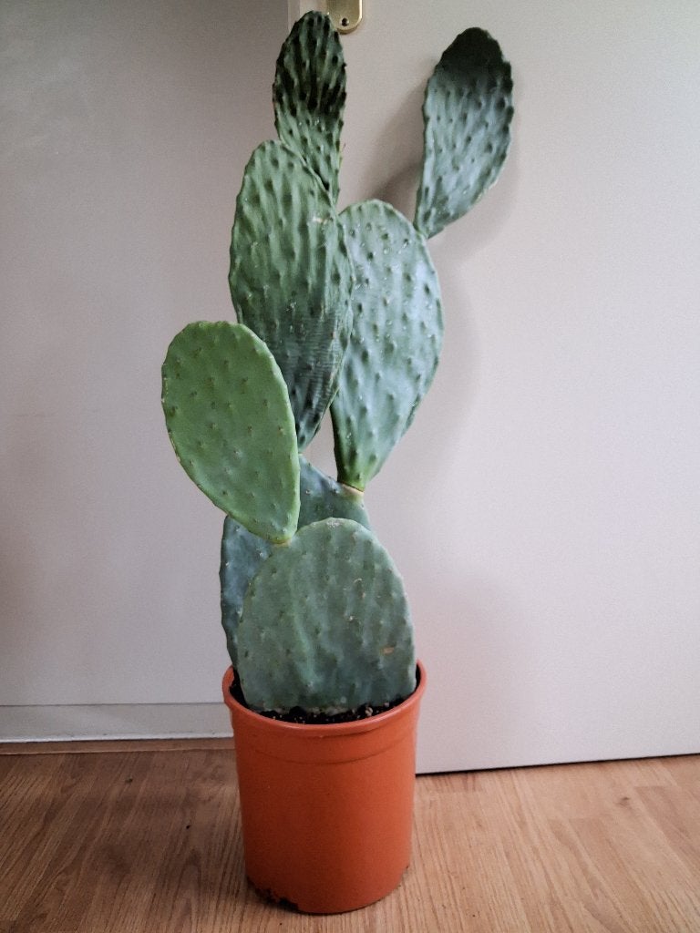 Opuntia Ficus Indica / Vulgaris - Vijgencactus H: 90 cm., Ophalen, Cactus, Minder dan 100 cm, Volle zon