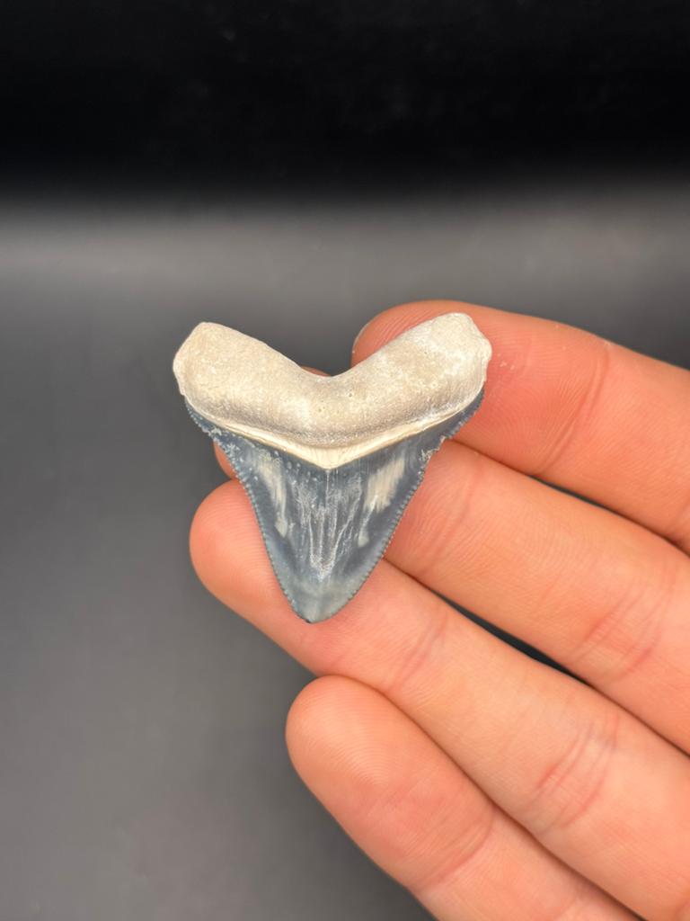 Megalodon haaientand Bone Valley 5, Ophalen of Verzenden, Fossiel