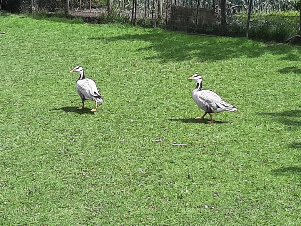 Te koop 2 streepkopganzen, Dieren en Toebehoren, Pluimvee, Mannelijk, Gans of Zwaan
