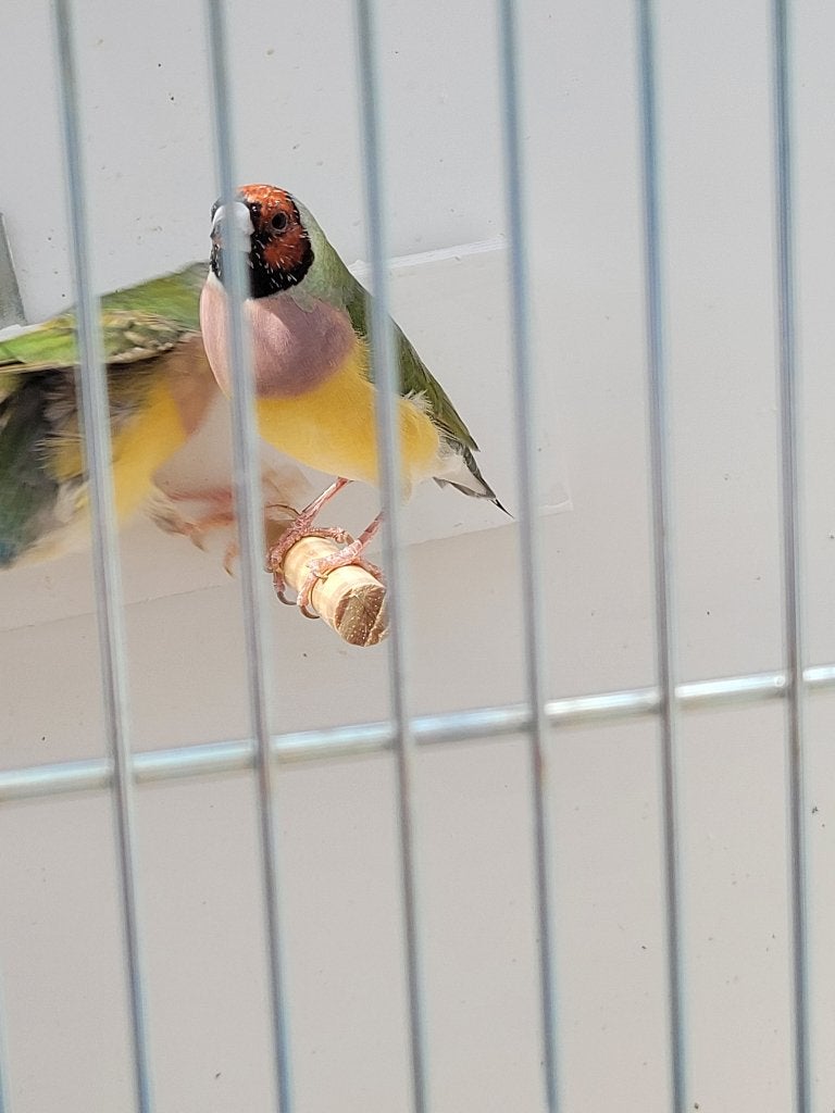 Gould amadine, Dieren en Toebehoren, Meerdere dieren, Kleurkanarie