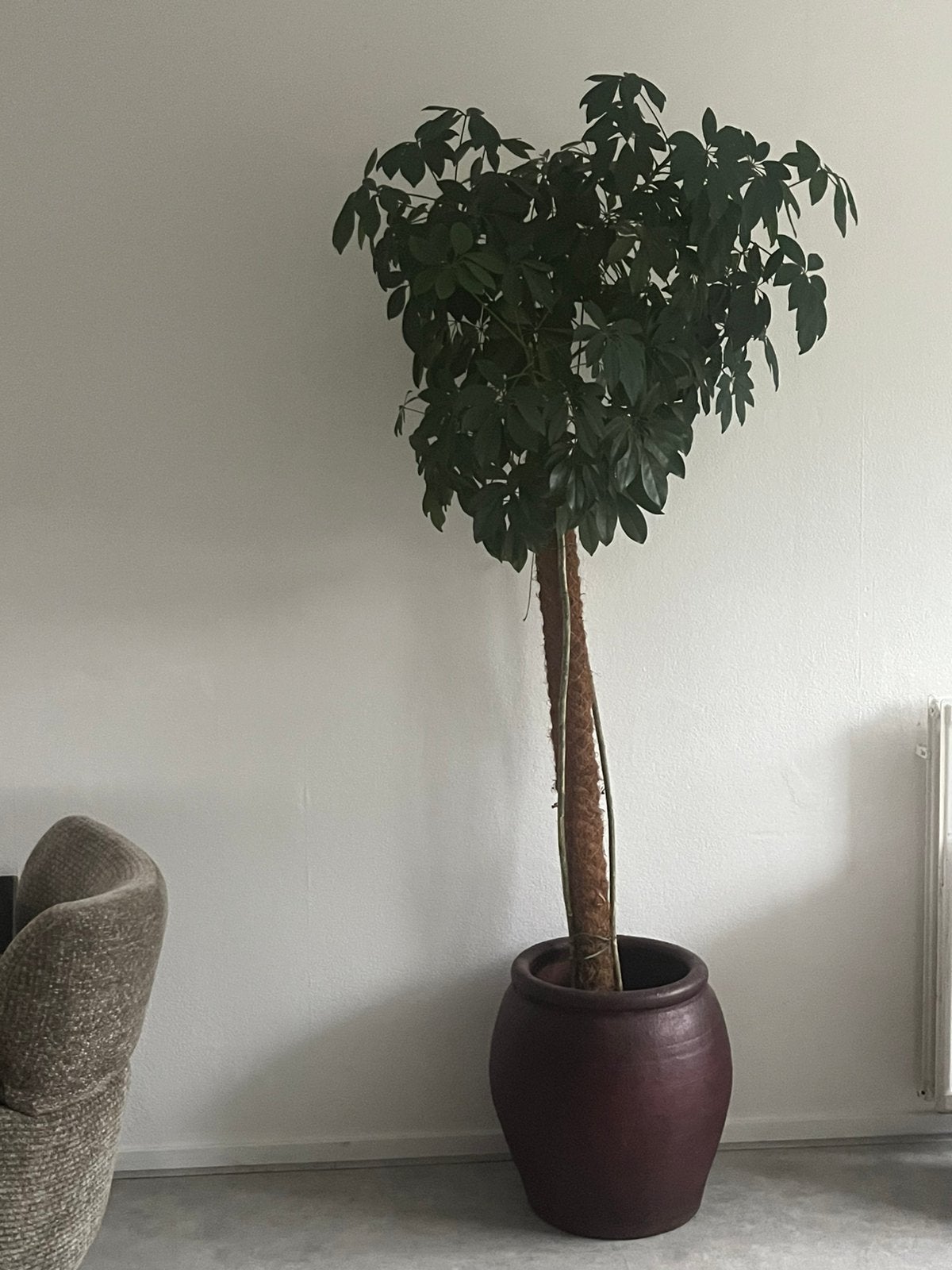 Grote sterke Plant te koop, Huis en Inrichting, Ophalen, Overige soorten, Halfschaduw, 150 tot 200 cm