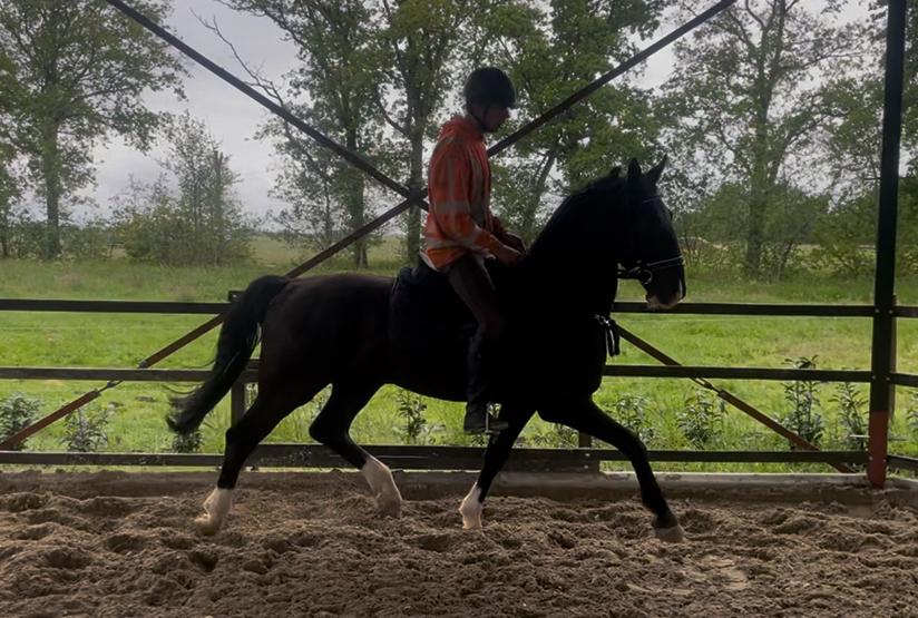 Mooi menpaard/tuigpaard, Dieren en Toebehoren, Paarden, Ruin, Recreatiepaard, 3 tot 6 jaar